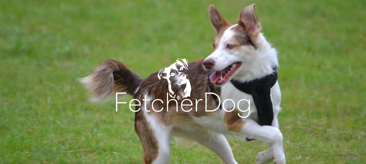 Fetcher Dog